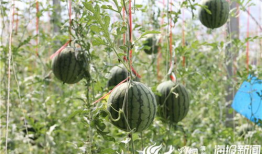 临海爆料吃瓜事件视频,视频揭秘惊人真相